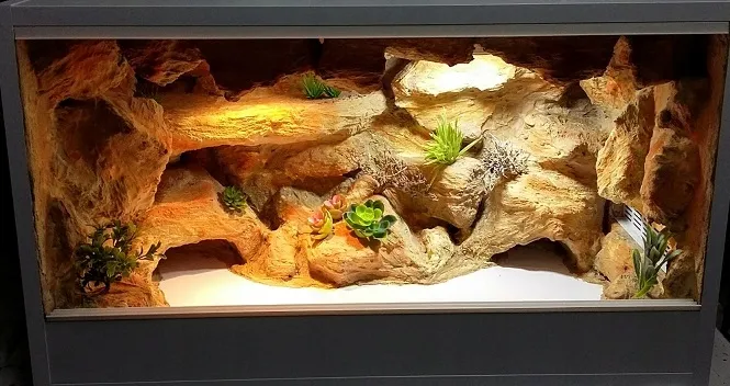 Zdjęcie Ile kosztuje terrarium dla gekona? Zaskakujące ceny i opcje