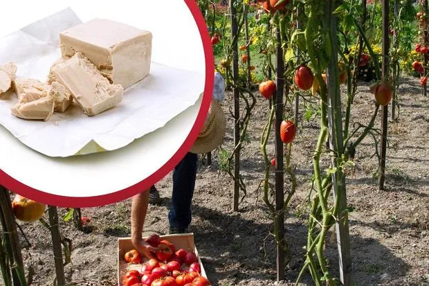 Zdjęcie Jak zrobić nawóz z drożdży do pomidorów, aby uzyskać obfite plony?