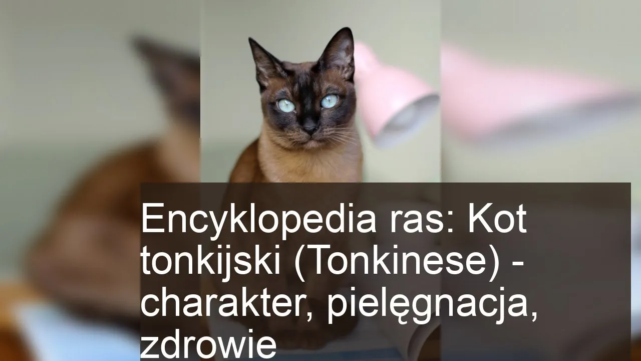 Zdjęcie Tonkijskie koty: Cechy, pielęgnacja i historia tej wyjątkowej rasy