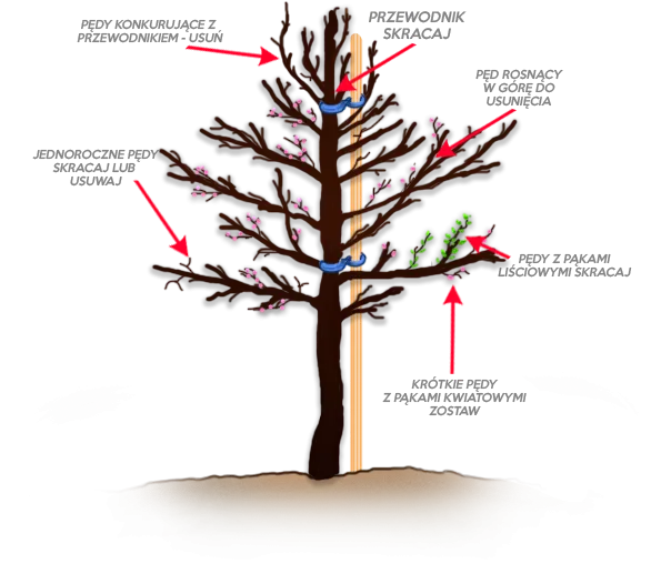 Zdjęcie Jak przycinać grusze? Klucz do zdrowych drzew i obfitych plonów