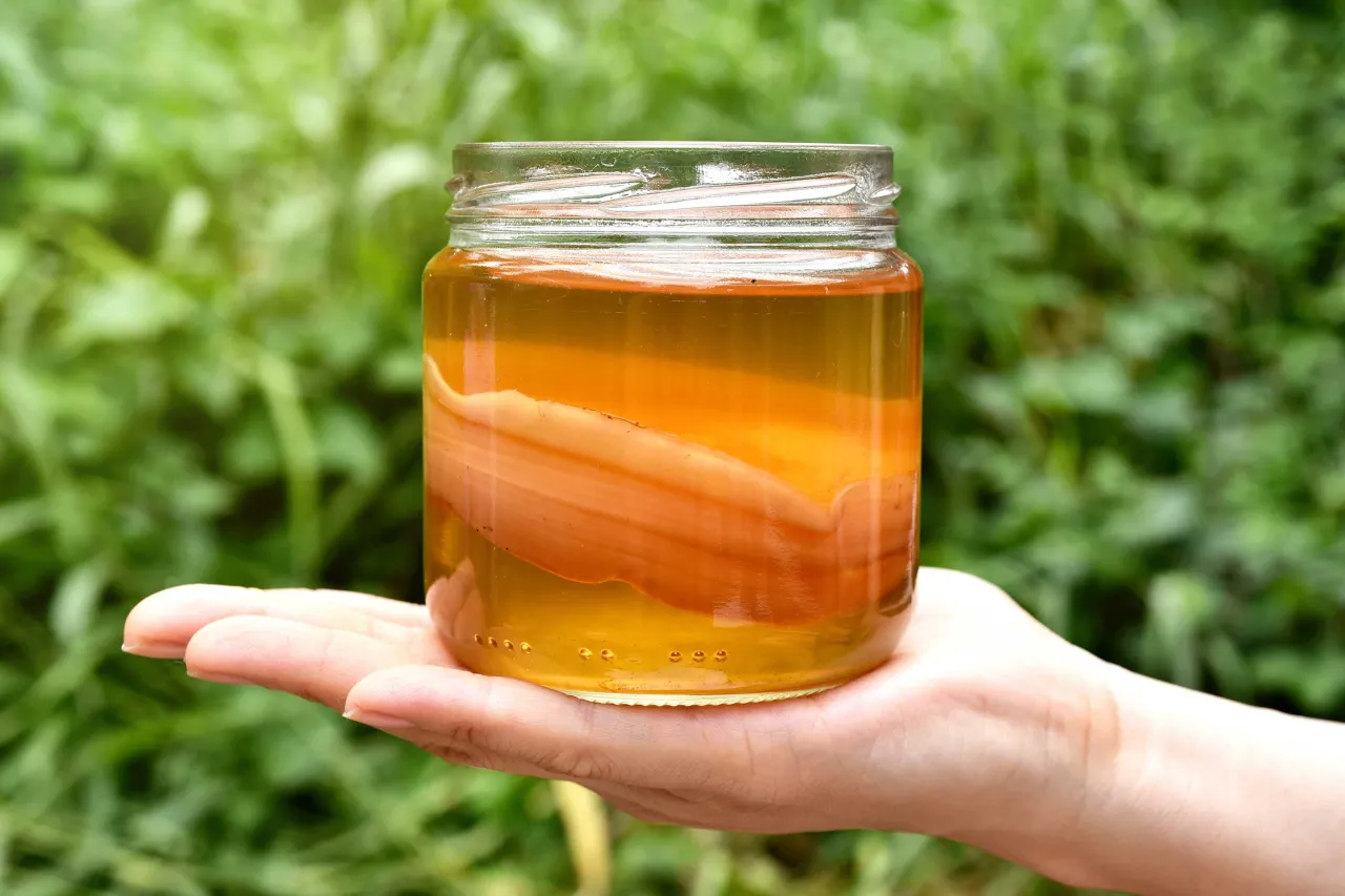 Zdjęcie Kombucha jaki to grzyb: odkryj tajemnice SCOBY i jego właściwości