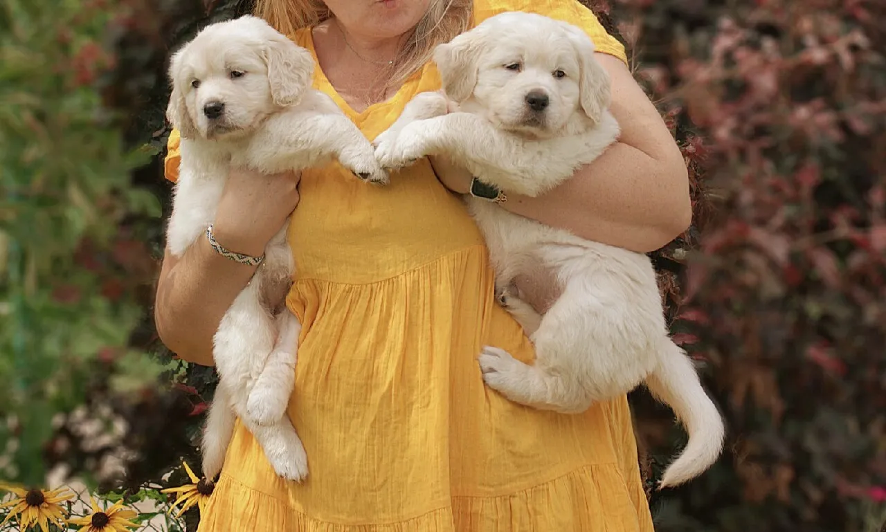 Zdjęcie Gdzie można kupić Golden Retrievera? Najlepsze hodowle w Polsce
