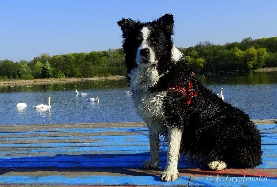 Zdjęcie Obroża czy szelki dla border collie – co zapewni mu większy komfort?
