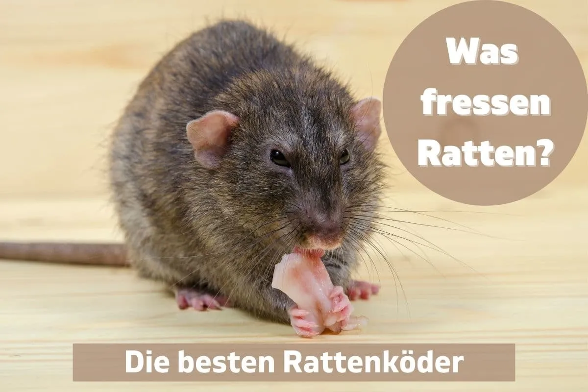Zdjęcie Was fressen Ratten gerne? Die besten Köder für effektive Fallen