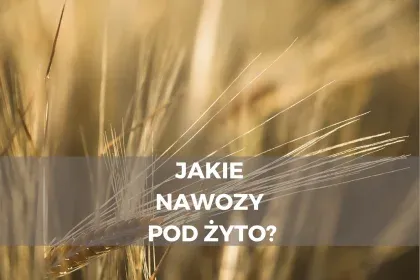 Zdjęcie Jakie nawozy pod żyto? Sprawdź skuteczne metody nawożenia!