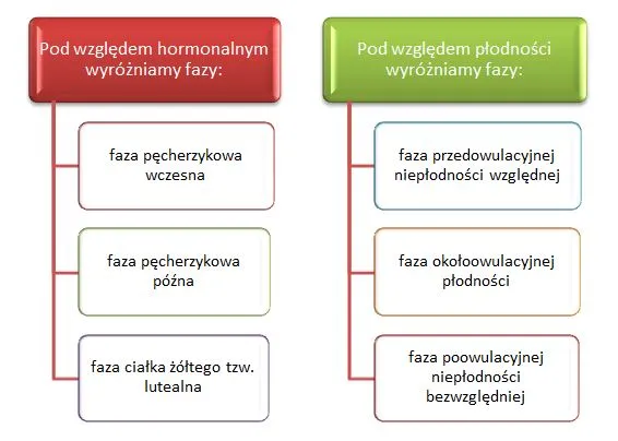 Zdjęcie Jak wygląda owulacja? Kluczowe informacje o tym procesie i objawach