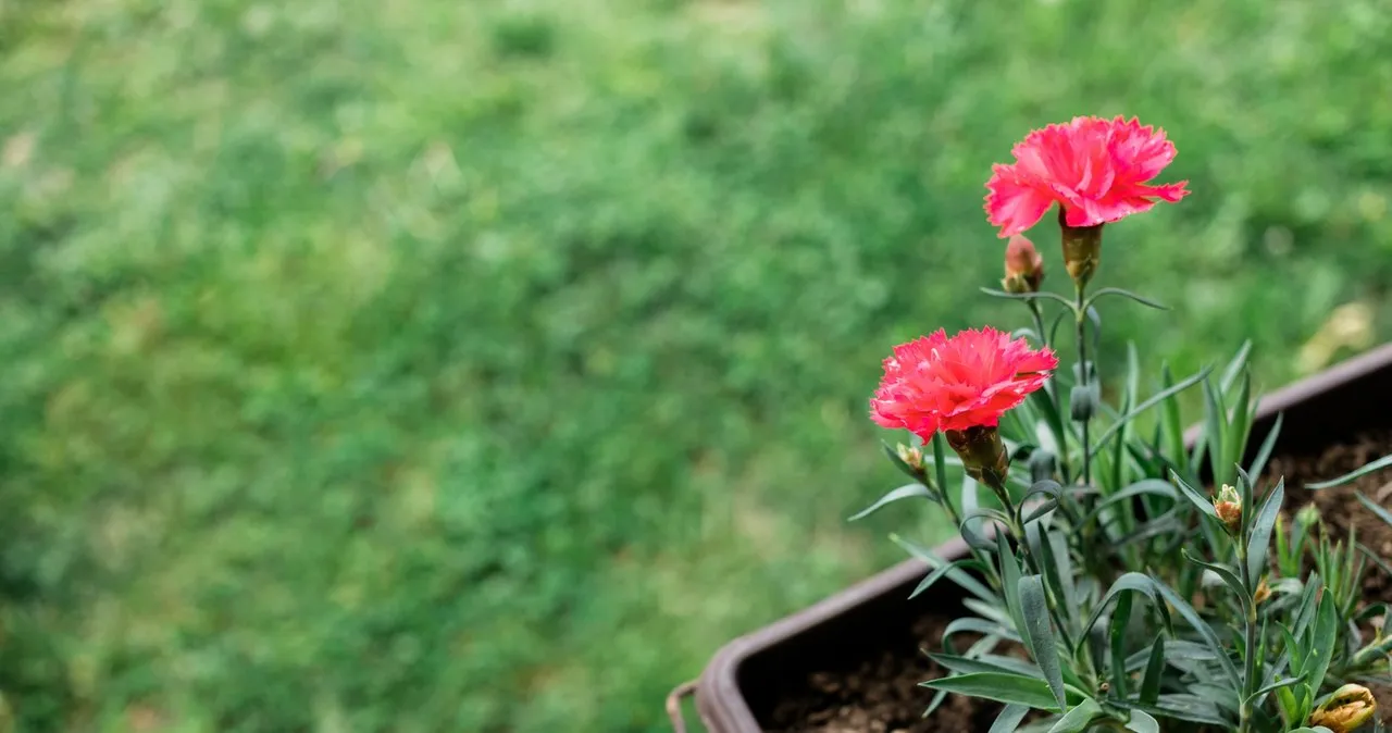 Zdjęcie Kiedy jest sezon na goździki? Poznaj tajemnice ich kwitnienia