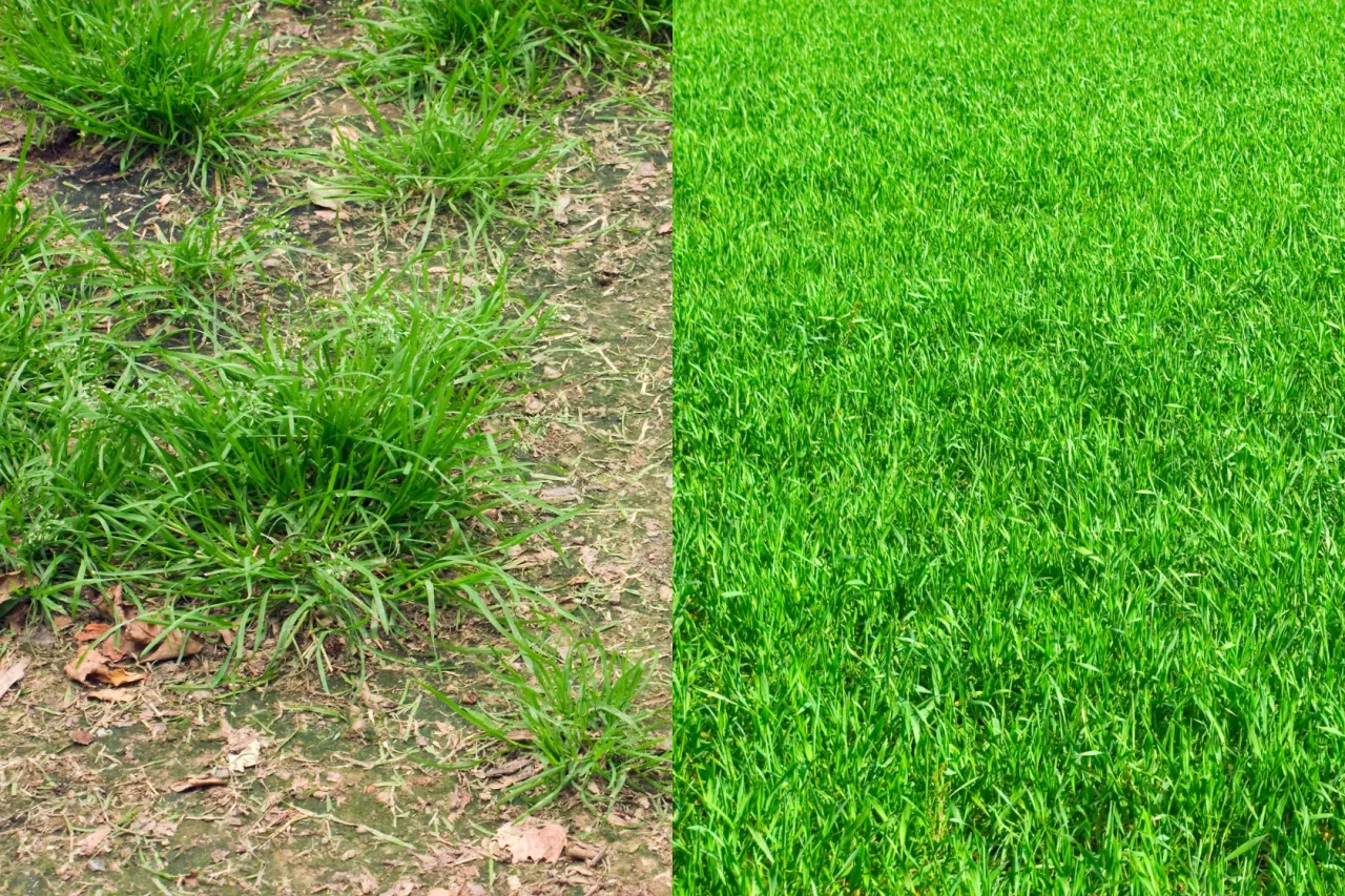 Zdjęcie Rekultywacja trawnika: Kiedy i jak odnowić zniszczoną murawę?