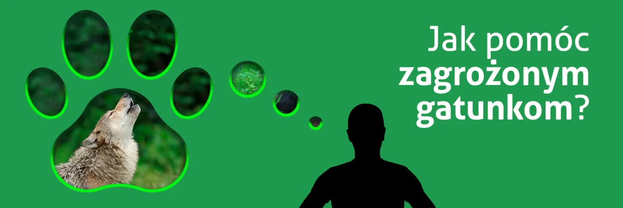 Zdjęcie Jak chronić gatunki zagrożone wyginięciem i zapobiegać ich utracie