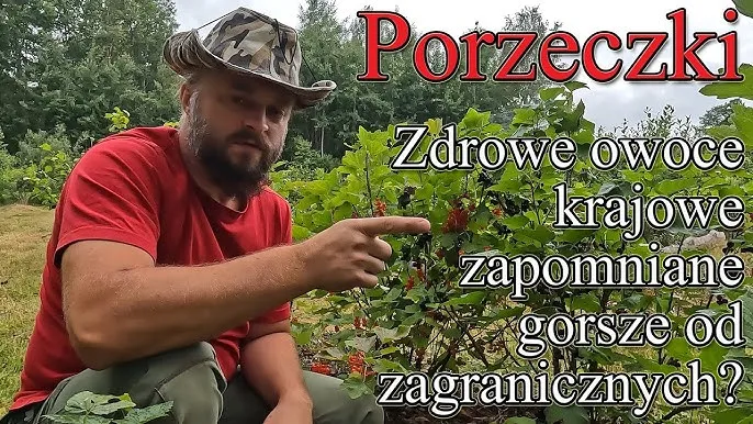 Zdjęcie Kiedy jest sezon na porzeczki? Sprawdź, aby nie przegapić zbiorów!