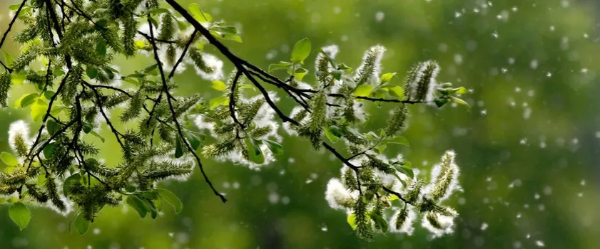 Zdjęcie Czy alergia może wywołać gorączkę? Odkryj, co naprawdę oznacza temperatura