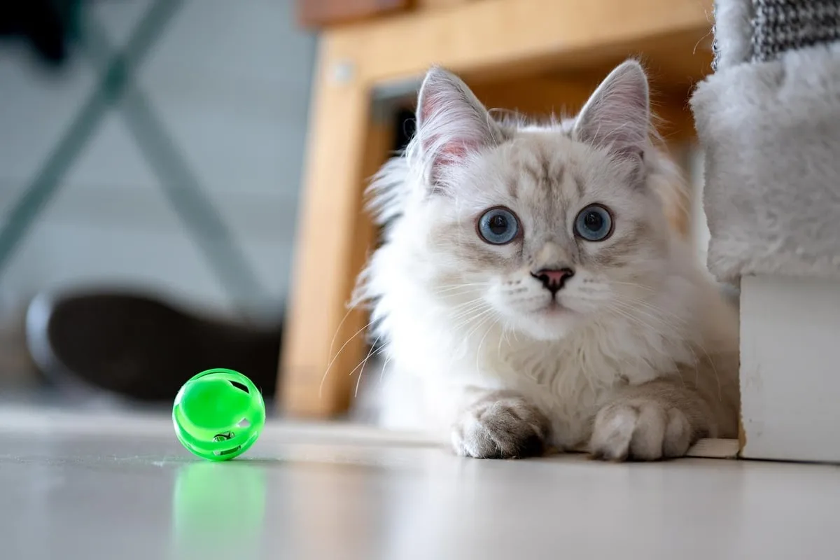 Zdjęcie Kleine Katzenrassen für die Wohnung: Die besten Begleiter für enge Räume