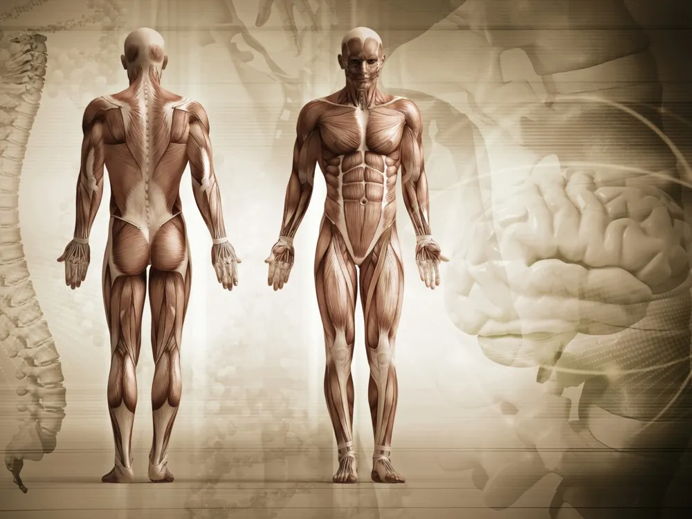 Zdjęcie Qué porcentaje de músculos hay en nuestro cuerpo y su impacto en salud