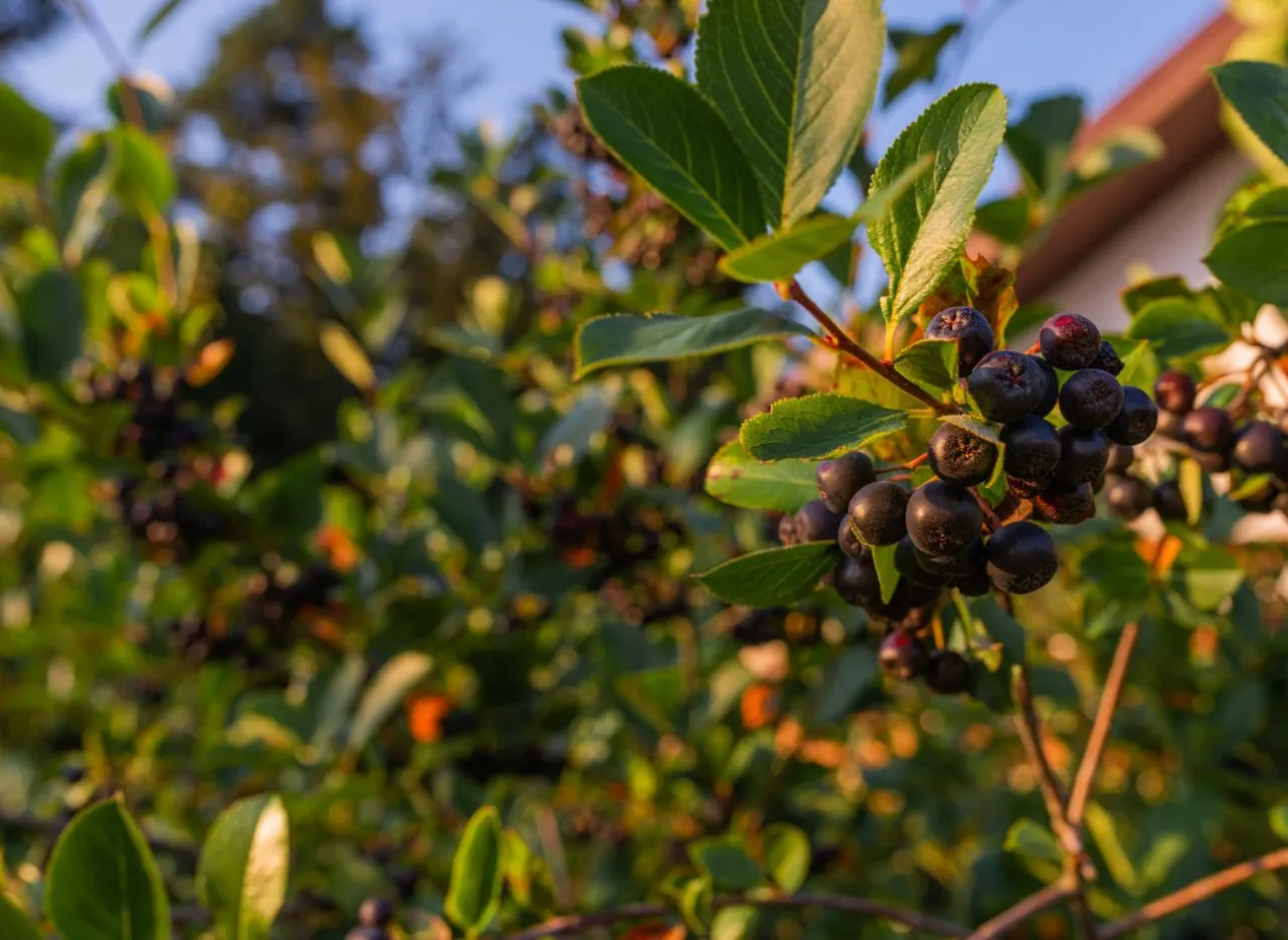 Zdjęcie Jaki nawóz do aronii: najlepsze rodzaje i zasady nawożenia dla zdrowych plonów