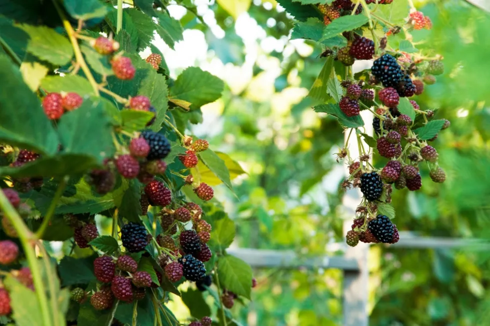 Zdjęcie Kiedy jest sezon na jeżyny i jak je skutecznie zbierać?