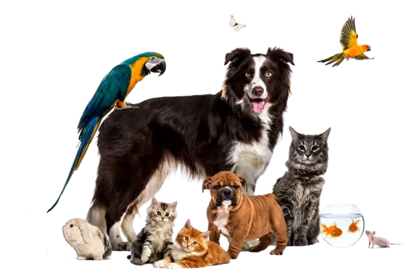 Zdjęcie Encuentra el veterinario en Jaén que cuida la salud de tu mascota