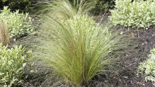 Zdjęcie Jak sadzić wydmuchrzycę piaskową, aby uniknąć błędów i osiągnąć sukces