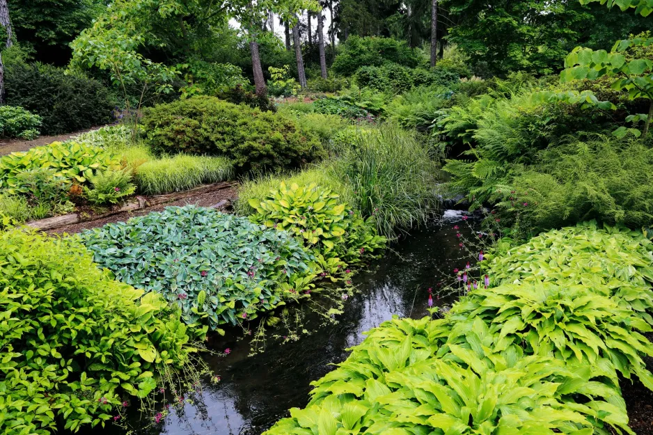 Zdjęcie Co uprawiać na podmokłym terenie? Odkryj najlepsze rośliny do sadzenia
