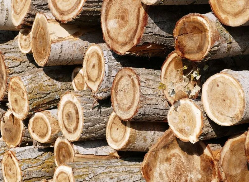 Zdjęcie Czy topola nadaje się do kominka? Odkryj jej wady i zalety