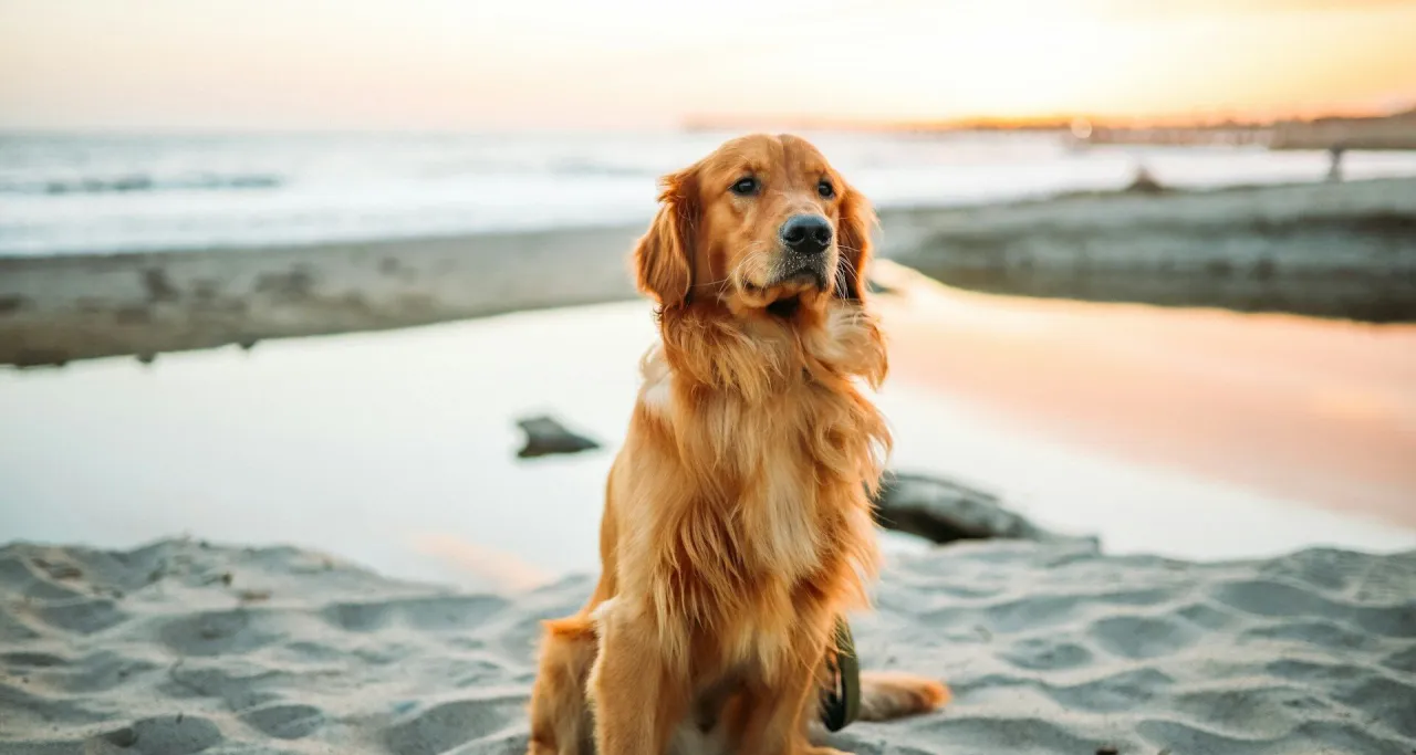 Zdjęcie Border Collie czy Golden Retriever – który pies lepiej pasuje do rodziny?