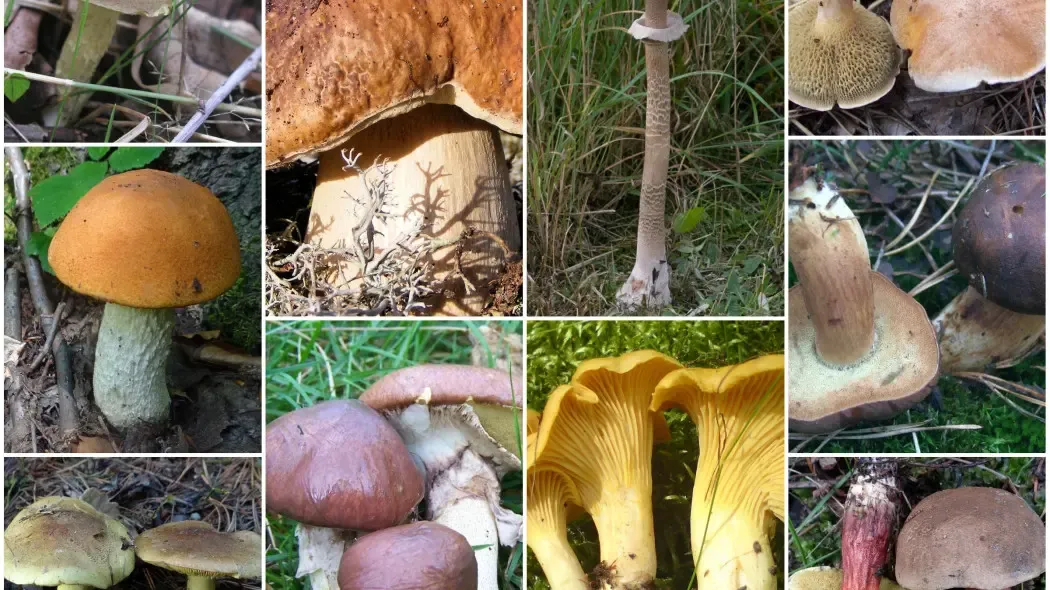 Zdjęcie Grzyby jadalne - galeria zdjęć i opisów popularnych gatunków