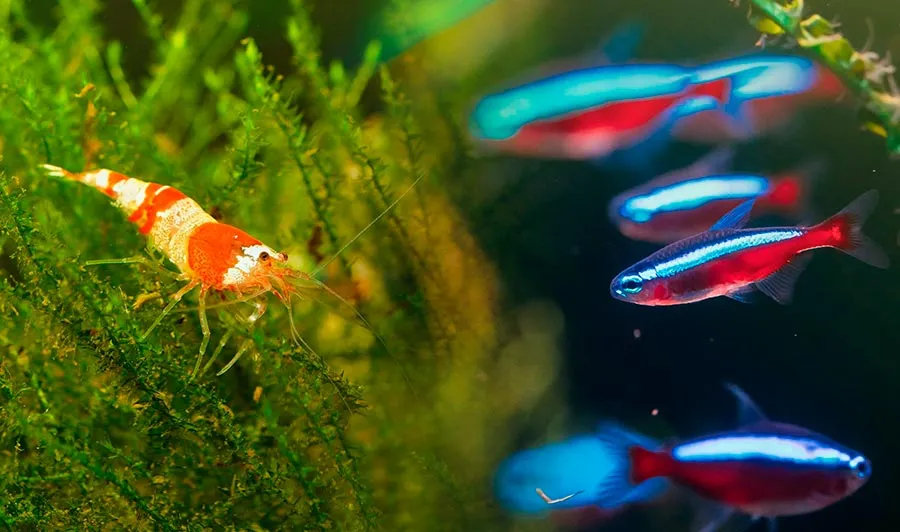 Zdjęcie Plantas y gambas: beneficios y riesgos de su convivencia en acuarios