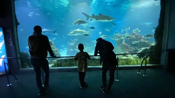 Zdjęcie Oceanarium Barcelona - Niezapomniane atrakcje i doświadczenia dla rodzin