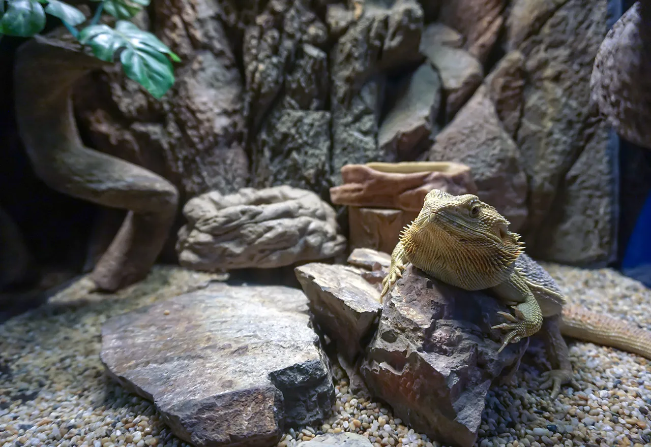 Zdjęcie Gdzie można kupić gekona: najlepsze źródła i pułapki zakupowe