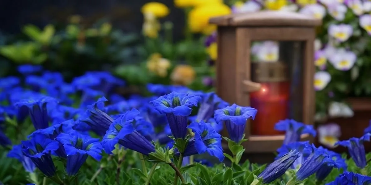 Zdjęcie Jakie kwiaty na cmentarz wybrać, by zachować pamięć bliskich?