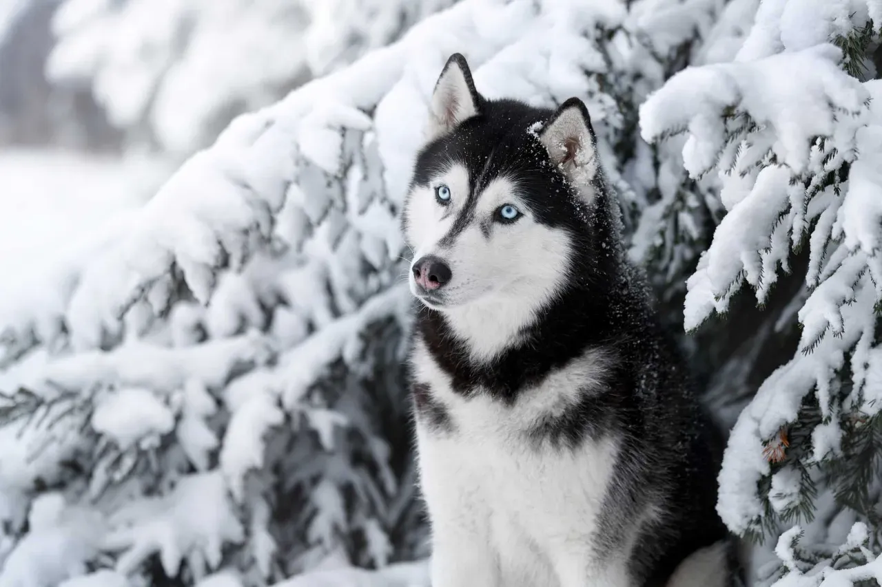 Zdjęcie Ile kosztuje szczeniak husky? Ceny, czynniki i ukryte wydatki