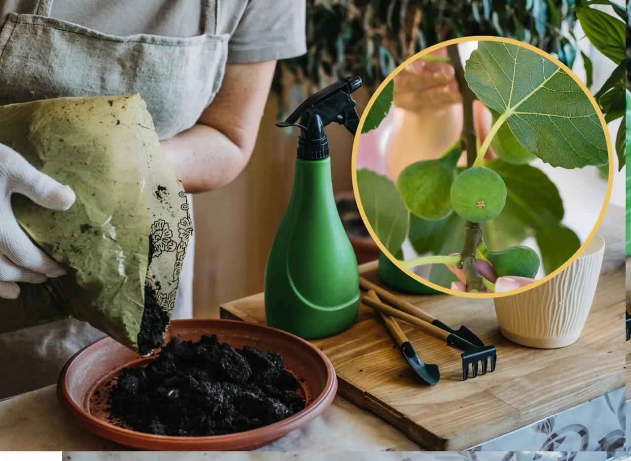 Zdjęcie Jak rosną figi? Co warto wiedzieć o uprawie i pielęgnacji tej owocowej rośliny