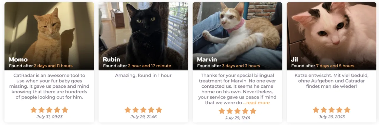 Zdjęcie Dónde está mi gato: estrategias efectivas para encontrarlo rápido