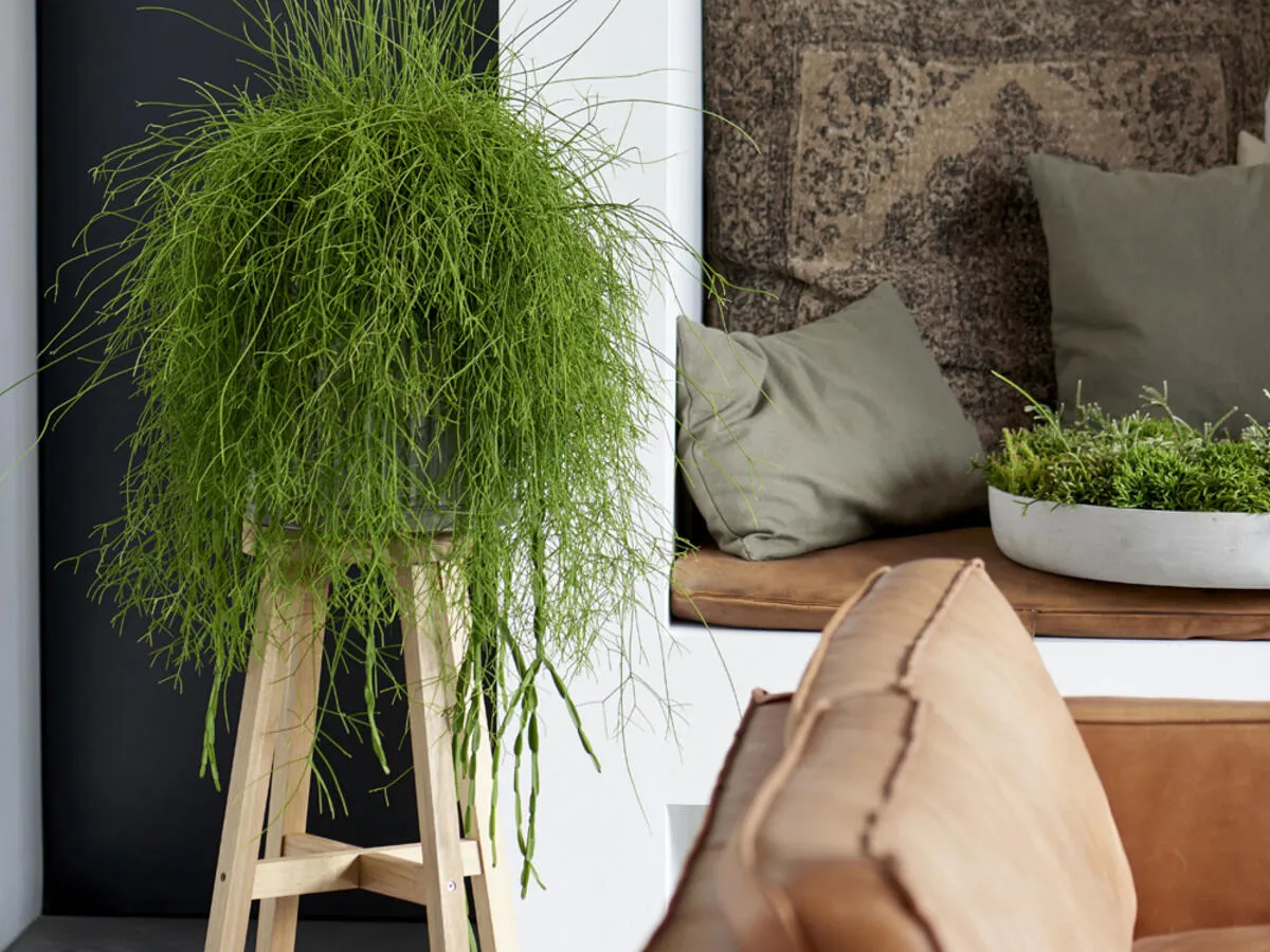 Zdjęcie Die besten Pflanzen für das Wohnzimmer: Pflegeleicht und schön