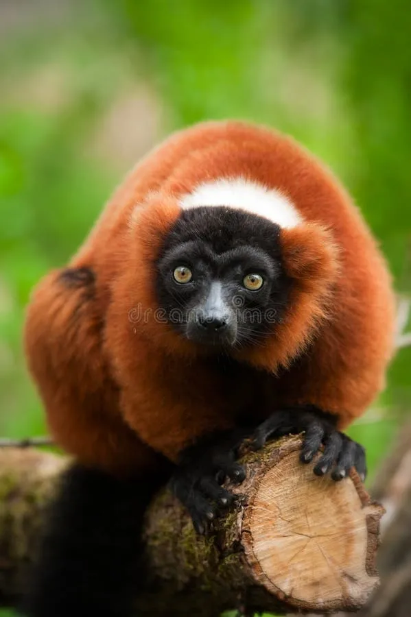 Zdjęcie Czerwony lemur czym się żywi - zaskakujące fakty o jego diecie