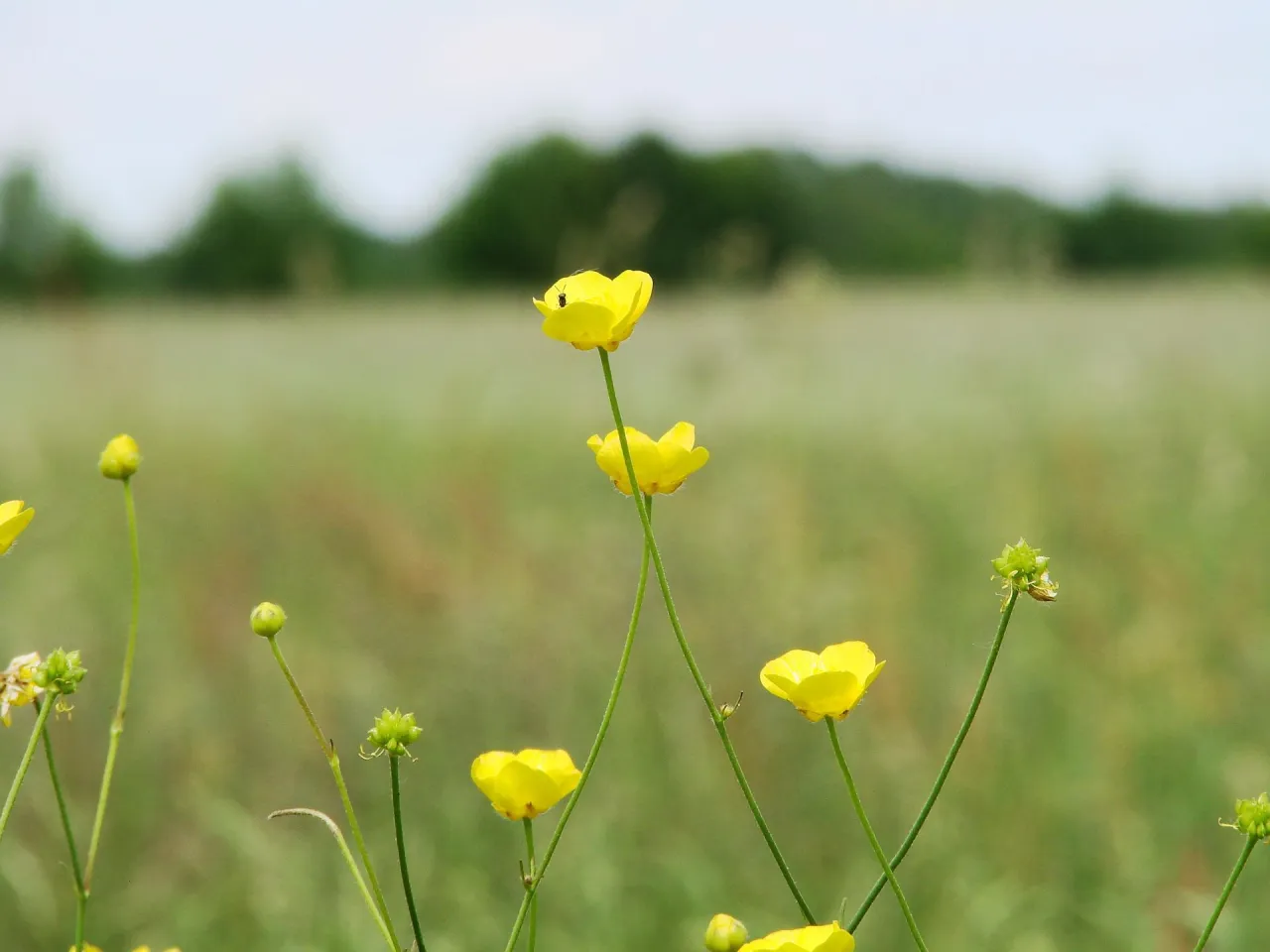 Zdjęcie Jak wygląda jaskier polny? Cechy, które musisz znać, by go rozpoznać