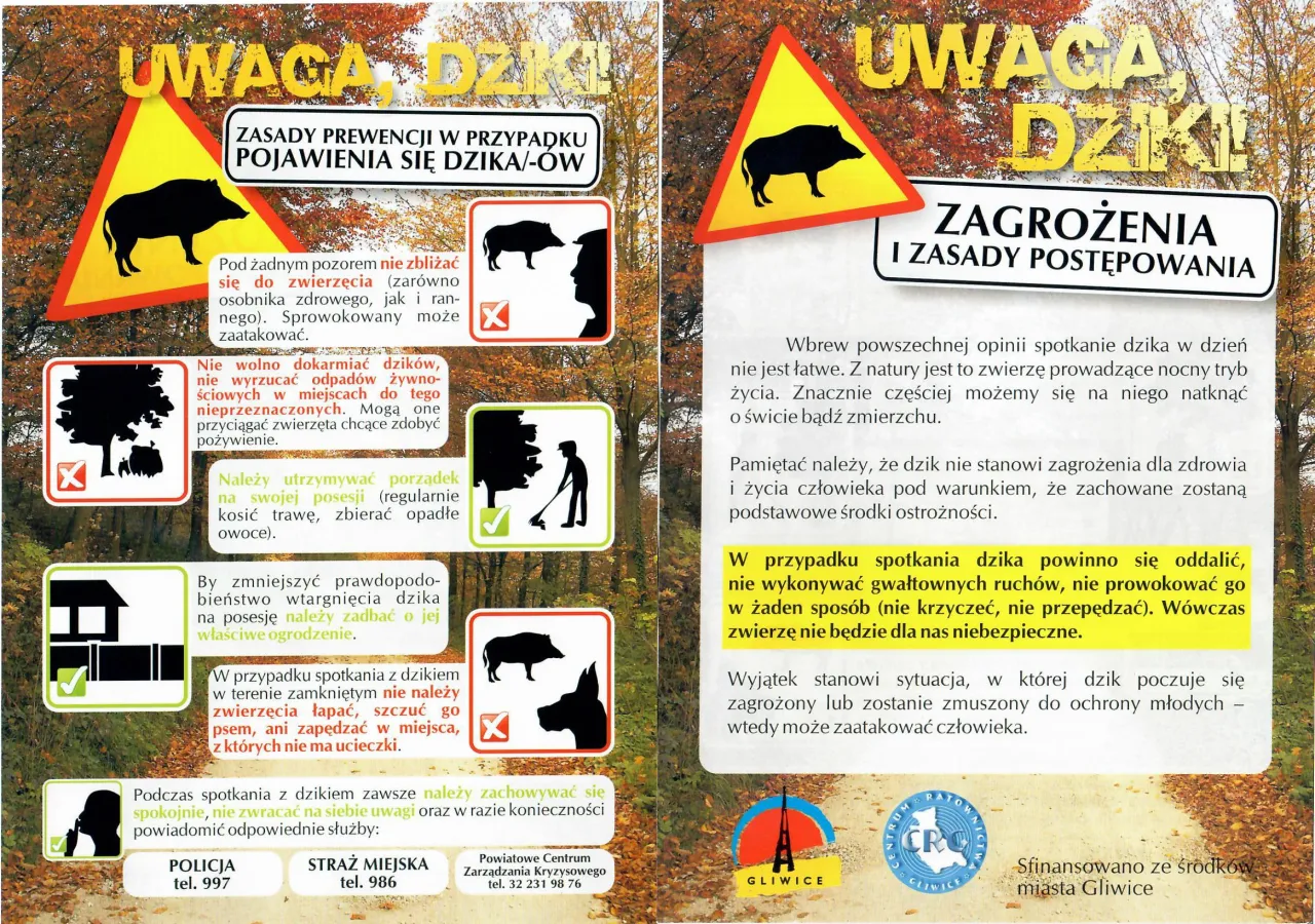 Zdjęcie Co robić, gdy dziki na osiedlu stają się zagrożeniem?