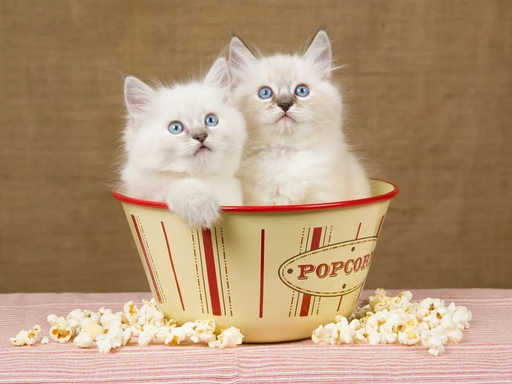 Zdjęcie Czy koty mogą jeść popcorn? Dowiedz się, dlaczego to niebezpieczne