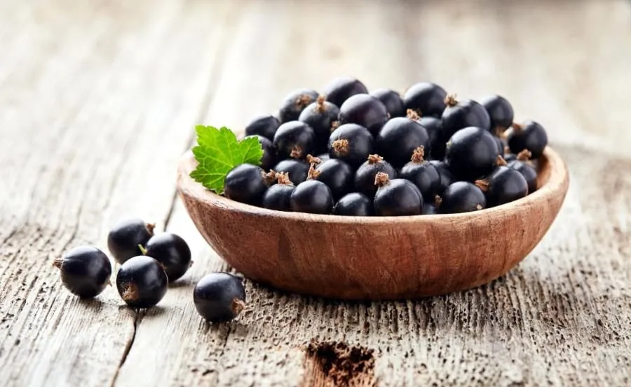 Zdjęcie Czy czarna porzeczka uczula? Sprawdź, co musisz wiedzieć o alergiach