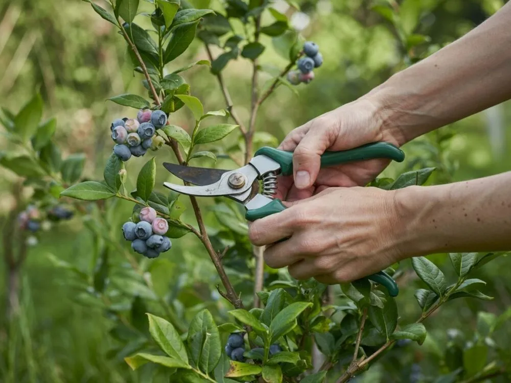 Zdjęcie Cięcie bor&oacute;wki: Kiedy i jak, by mieć zdrowe krzewy i owoce?