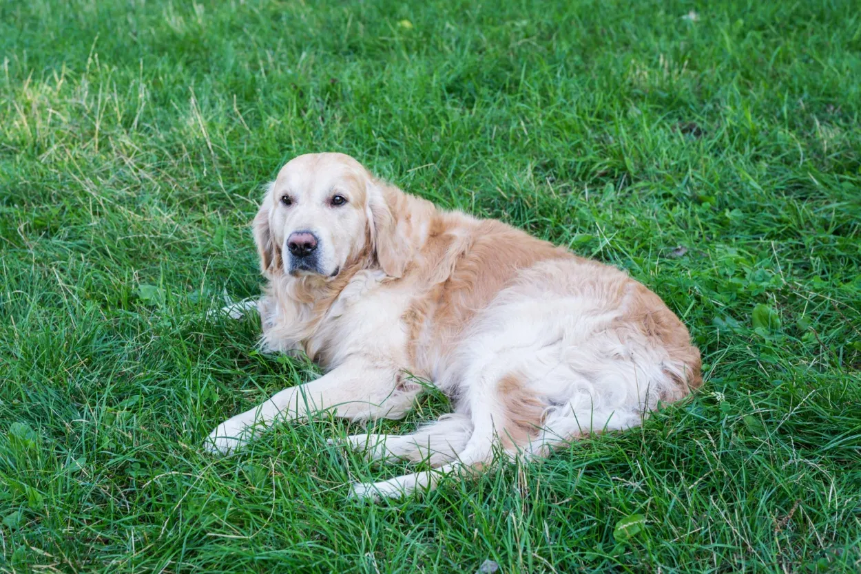 Zdjęcie Czy golden retriever może mieszkać na dworze? Odkryj zagrożenia dla zdrowia