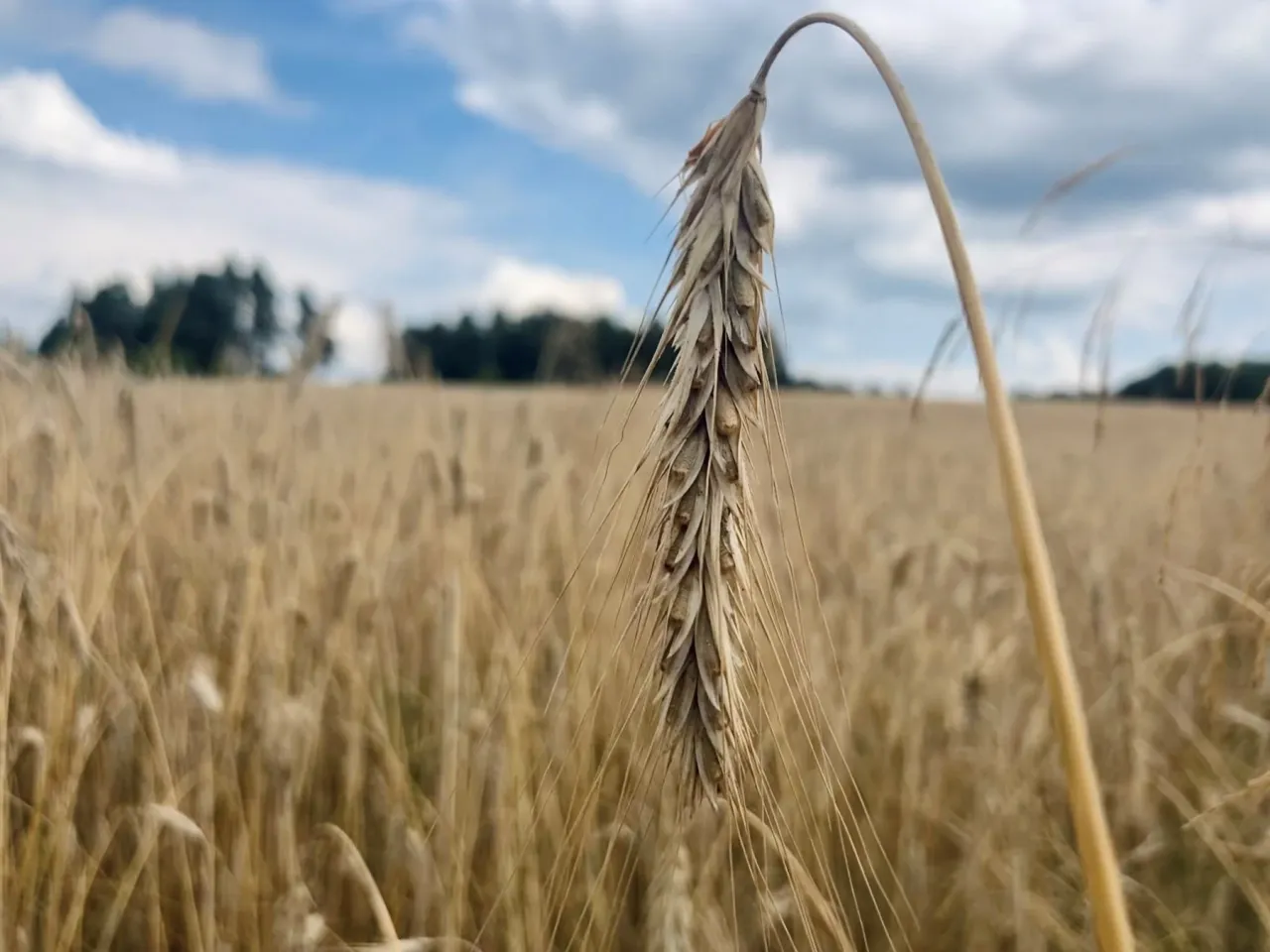 Zdjęcie Jaki nawóz pod żyto na wiosnę? Kluczowe informacje o nawożeniu