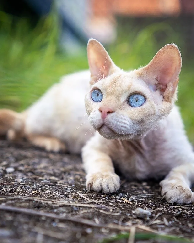 Zdjęcie Koty Devon Rex sprzedam - znajdź idealnego towarzysza już dziś