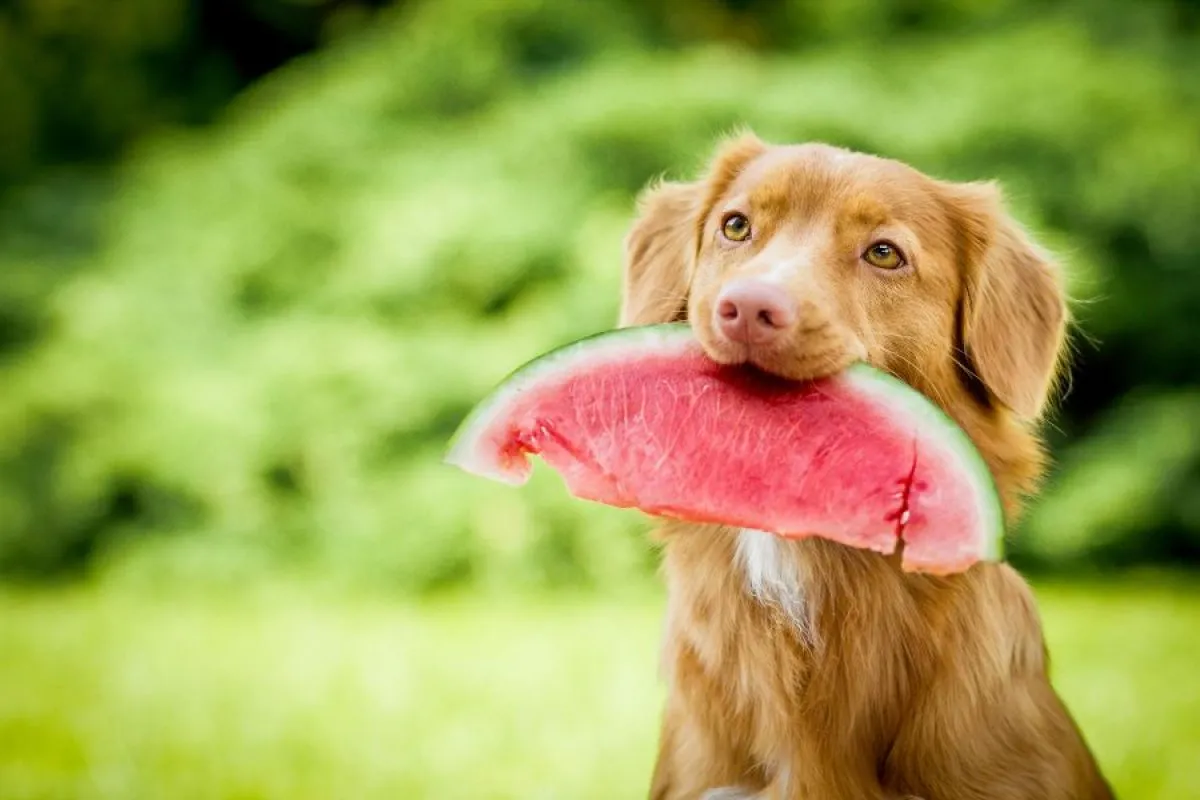 Zdjęcie ¿Es bueno el plátano para los perros? Beneficios y riesgos a considerar