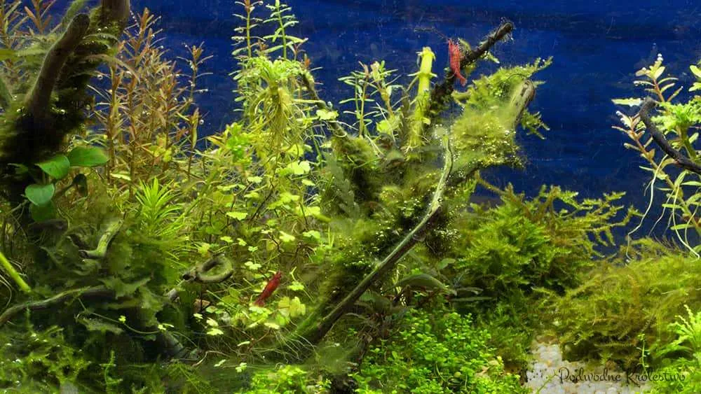 Zdjęcie Skuteczne metody zwalczania glonów w akwarium - sprawdzone sposoby