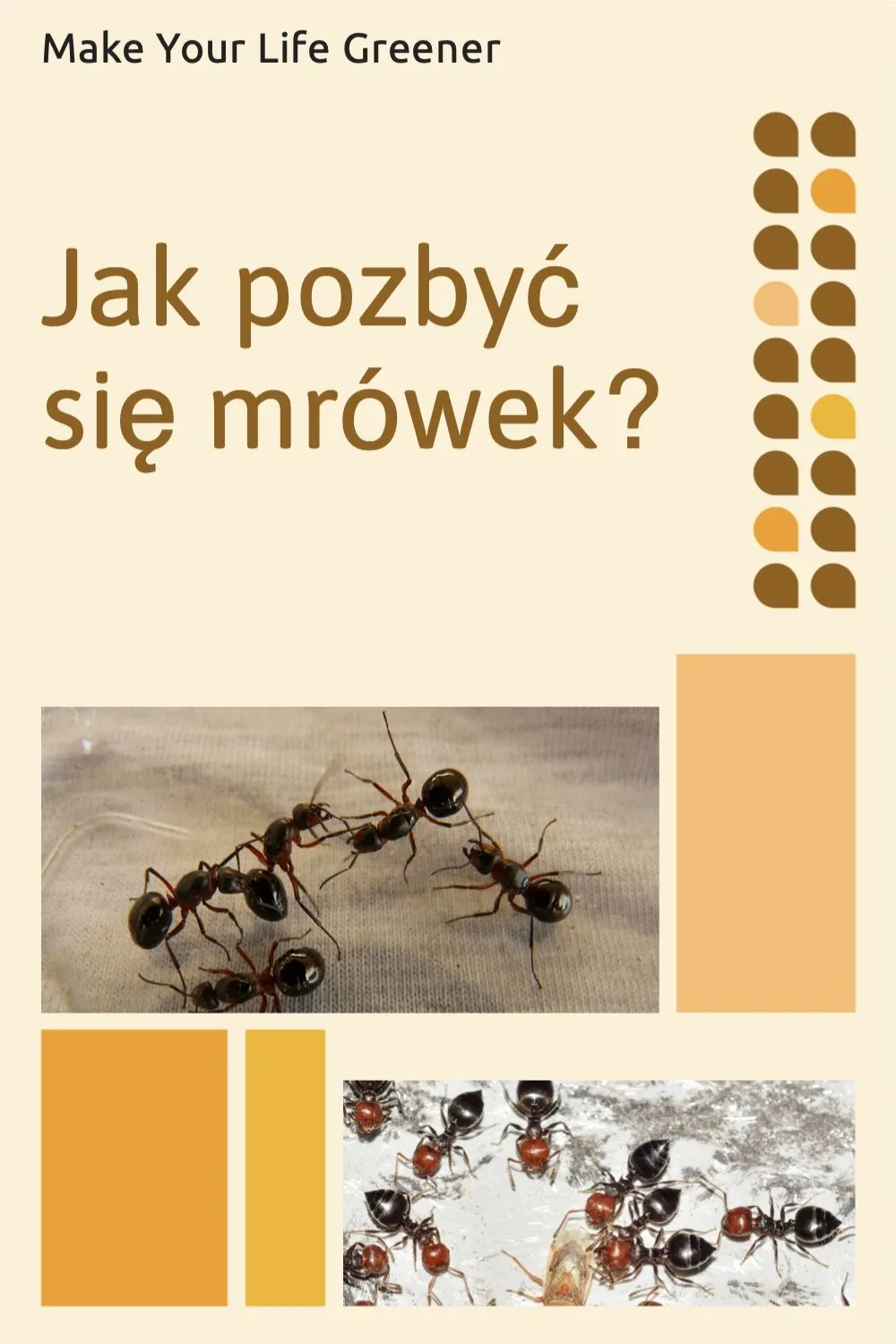 Zdjęcie Skuteczne sposoby na pozbycie się mrówek z elewacji bez trwogi