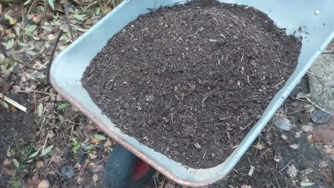 Zdjęcie Kompostowanie igliwia - praktyczny poradnik dla zaawansowanych ogrodników