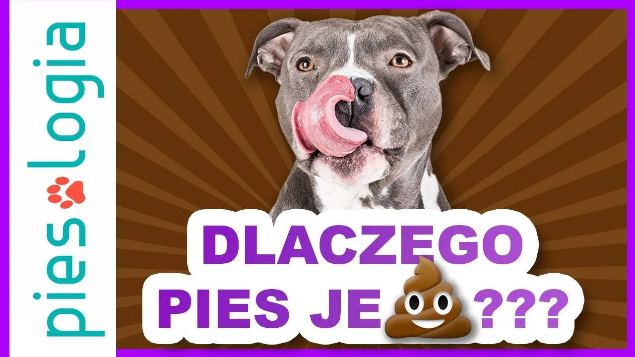 Zdjęcie Dlaczego pies je kocie kupy i jak skutecznie zapobiec temu nawykowi?