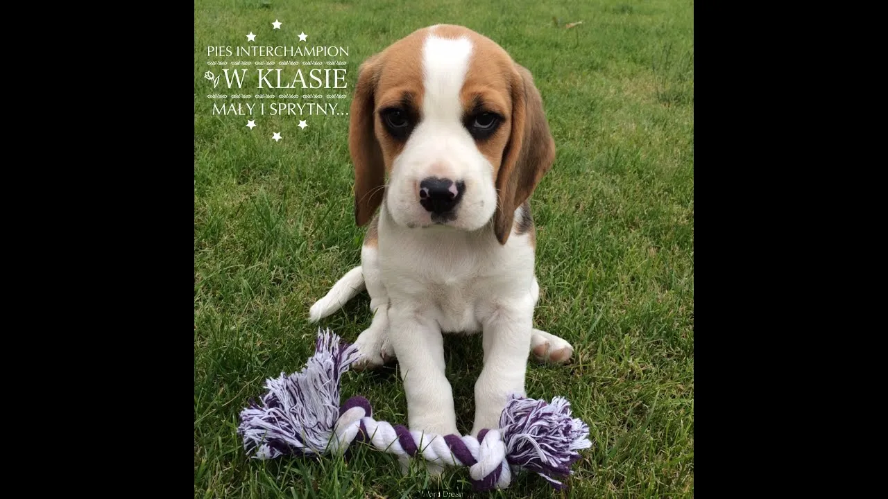 Zdjęcie Jak wytresować beagle: skuteczne metody i najczęstsze błędy