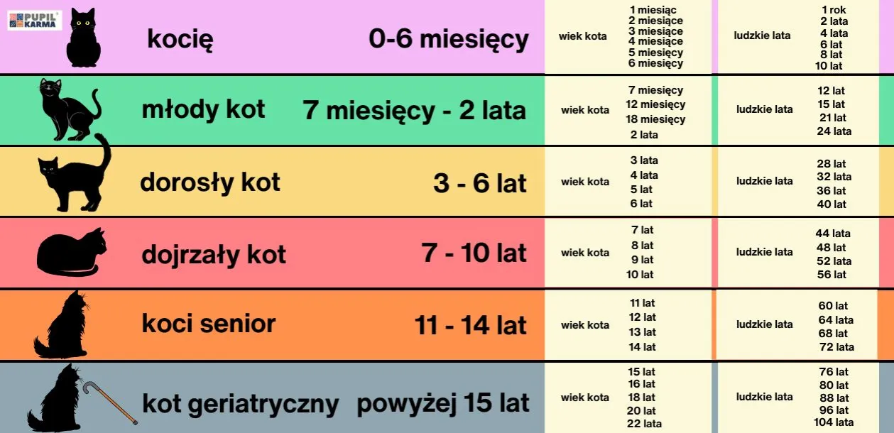 Zdjęcie Ile lat ma kot na ludzkie lata? Zaskakujące fakty o starzeniu się kotów