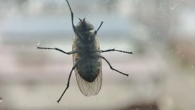 Zdjęcie Jak muchy przetrwają zimę? Sekrety ich hibernacji i miejsca ukrycia